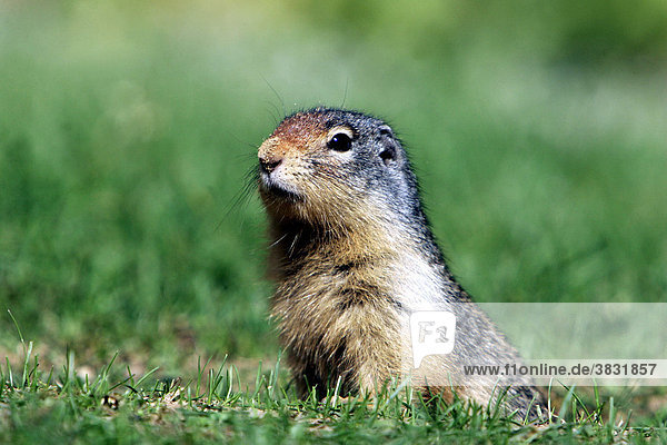 American ground squirrel (Spermophilus richardsonii)  British Columbia  Canada