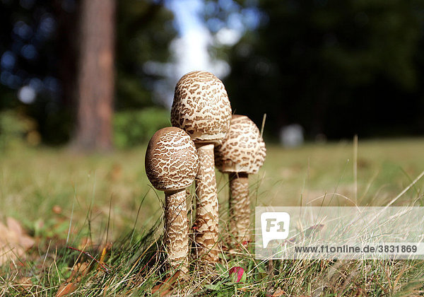 Parasol mushroom (Macrolepiota procera) in the meadow  Germany