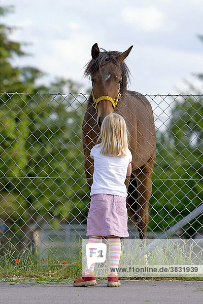 Little girl feeds a horse
