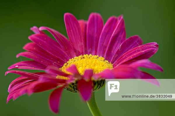 Bloom of a pink marguerite