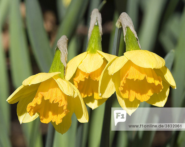 Three yellow blossoms of a daffodil