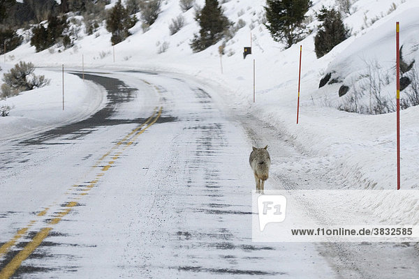Coyote walking along the road in Lamar valley in Yellowstone National Park in winter