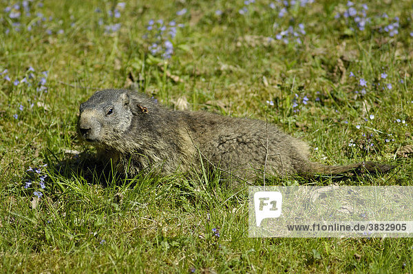 Murmeltier (Marmota marmota)  Tierpark Hellabrunn  München  Bayern  Deutschland