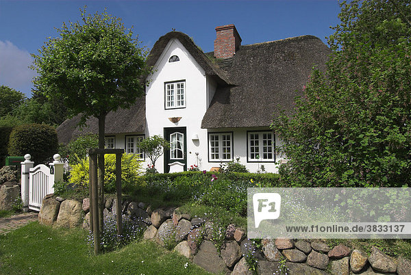 Typisches reetgedecktes Haus in Keitum auf Sylt  Schleswig Holstein  Deutschland