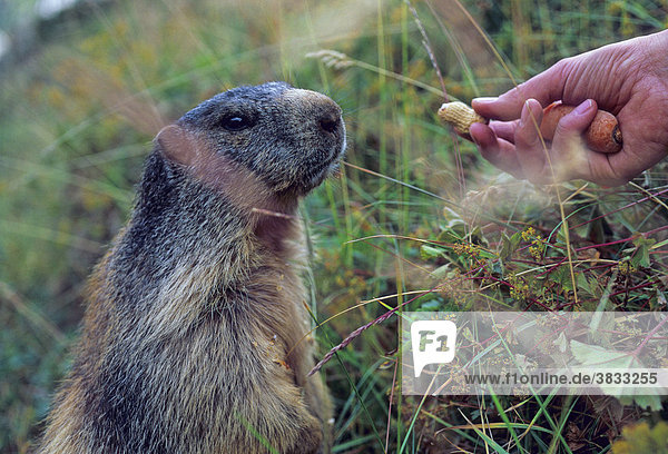 Bergsteigerin füttert Alpenmurmeltier Marmota marmota mit einer Erdnuss Saas Fee Schweiz