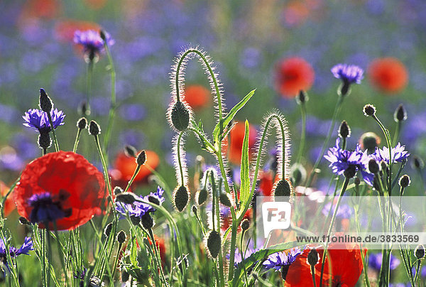 Meadow of poppies and blue cornflowers close to Aix en Provence  France. The hairy buds and stalks shine white in the contre jour.