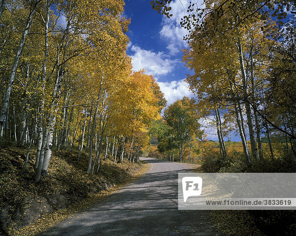 USA Utah Wasatch Range Fishlake National Forest aspens   fall foliage
