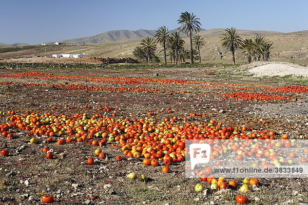 Landschaft mit Tomaten nahe Tuineje  Fuerteventura   Kanarische Inseln