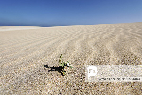 Pionierpflanze in Naturpark Dünen von Corralejo   Fuerteventura   Kanarische Inseln