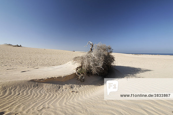 Entwurzelter Strauch vom Sand verweht   Naturpark Dünen von Corralejo   Fuerteventura   Kanarische Inseln