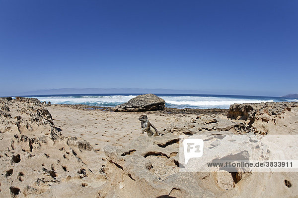 Nordafrikanisches Erdhörnchen ( Atlantoxerus getulus )   Playa de Barlovento   Fuerteventura   Kanarische Inseln