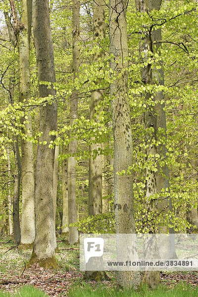 Buchenwald (Fagus silvatica) im Frühjahr kurz nach dem Laubaustrieb