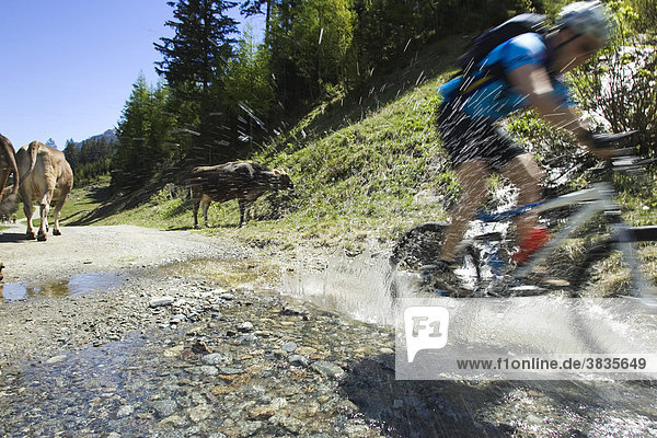 Mountainbiker durch Pfütze fahrend bei Ischgl in Österreich mit Kühe im Hintergrund