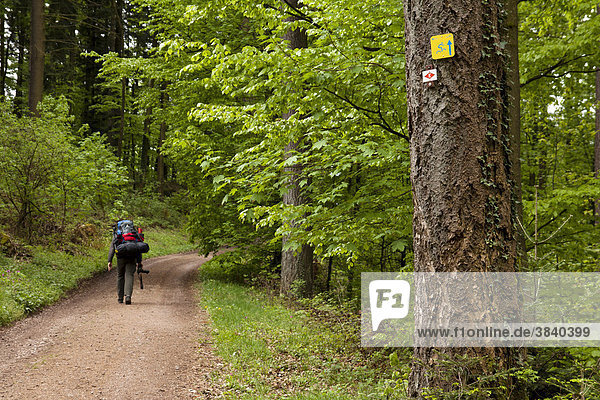 A hiker on the Kandelhoehenweg trail  a popular Black Forest mountain trail  Baden-Wuerttemberg  Germany  Europe