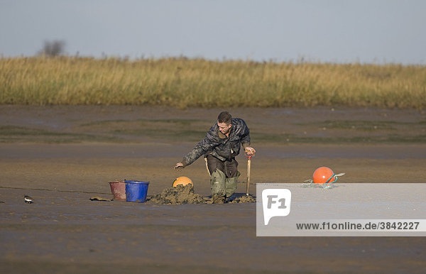 Sea angler bait digging for worms  throwing worm into bucket  on mudflats at low tide  Norfolk  England  United Kingdom  Europe