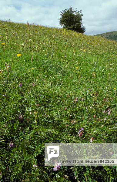 Heide-Wicke (Vicia orobus) und Kleiner Klappertopf (Rhinanthus minor) auf SSSI Wiese  Site of Special Scientific Interest  Orte spezieller wissenschaftlicher Interessen  Pennygaraeg  Elan Valley  Powys  Wales  Großbritannien  Europa
