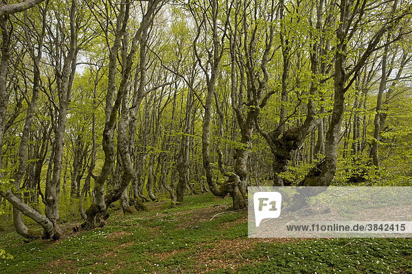 Rotbuche (Fagus sylvatica)  Lebensraum im Bergwald  Mont Aigoual Berg  Cevennen Gebirge  Massif Central  Zentralmassiv  Frankreich  Europa