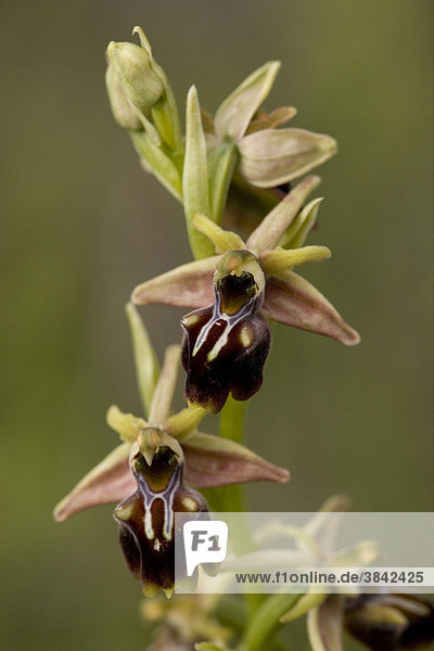 Orchid (Ophrys alasiatica)  flowers  Southern Cyprus
