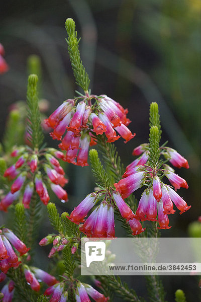 Elim Heath (Erica regia)  flowering  in fynbos  Cape  South Africa