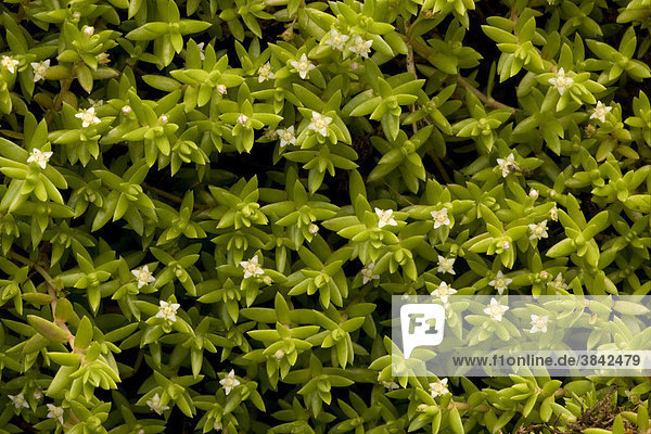 New Zealand Pygmyweed (Crassula helmsii)  flowering  naturalised invasive pest  New Forest  Hampshire  England  Europe