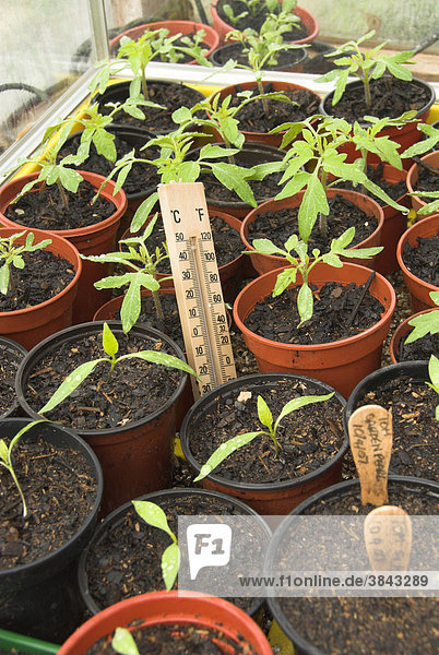 Tomaten- und Paprika-Jungpflanzen in elektrischem Anzucht-Gewächshaus mit Thermometer Norfolk England Großbritannien Europa