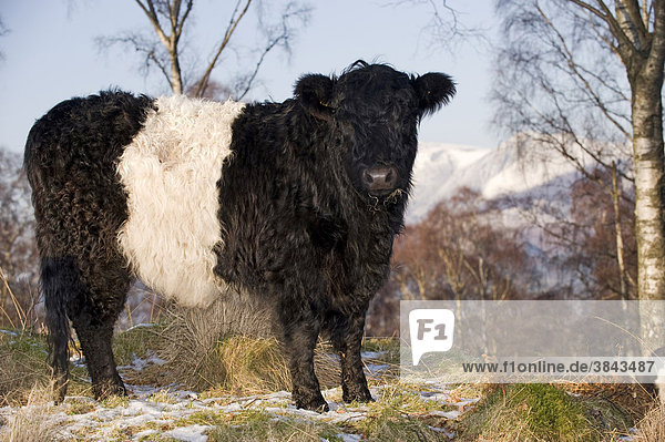 Domestic cattle  Belted Galloway  cow  outwintering on rough ground  part of conservation plan  Cumbria  England  Europe  winter