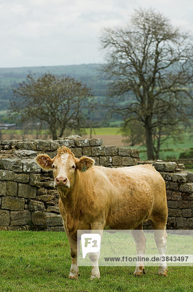 Domestic cattle  Charolais crossbreed cow  standing in pasture  Hadrians Wall  Northumberland  England  Europe