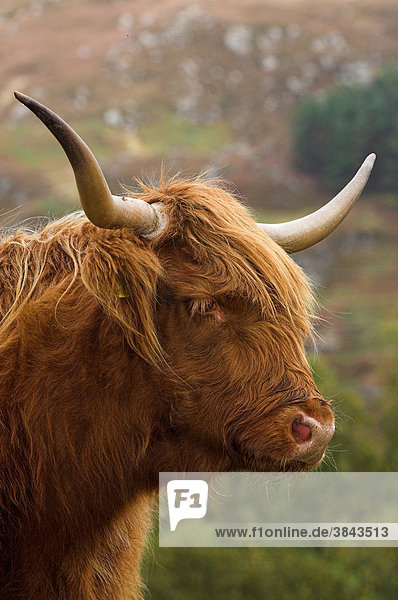 Highland Cattle oder Schottisches Hochlandrind  Kuh  Portrait  Highlands  Perthshire  Schottland  Großbritannien  Europa