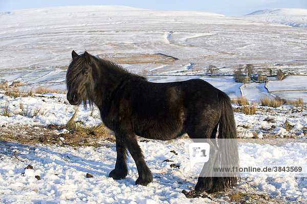 Fell Pony  adult  grazing in snow on high moorland  Wild Boar Fell in distance  Ravenstonedale  Cumbria  England  Europe