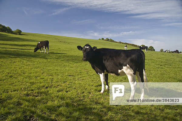Domestic cattle  Holstein Friesian  cows grazing in pasture  Dorset  England  Europe