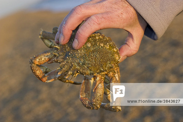 Dreieckskrabbe oder Seespinne (Maia squinado)  in Hand gehalten  Chesil Beach  Strand  Abbotsbury  Dorset  England  Europa