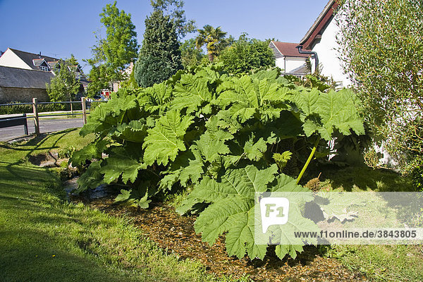 Mammutblatt oder RiesenRhabarber Gunnera manicata , Blätter im Garten