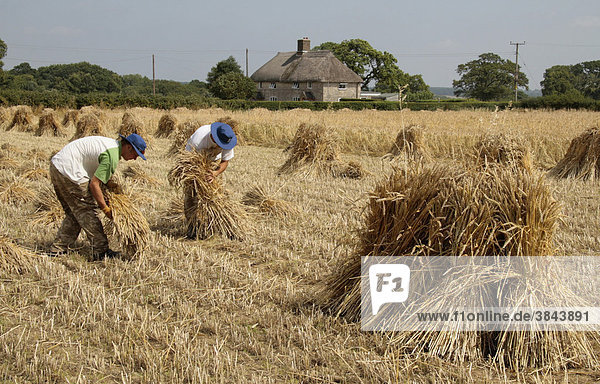Wheat (Triticum aestivum) crop  stacking wheat sheaves  used for thatching  England  United Kingdom  Europe
