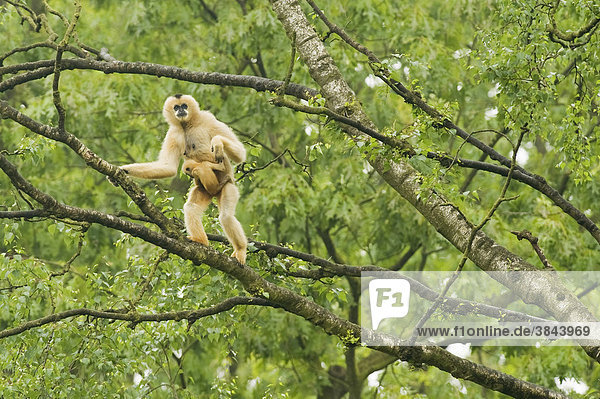 Northern White-cheeked Gibbon (Nomascus leucogenys)  adult female with baby  standing on tree branch  captive
