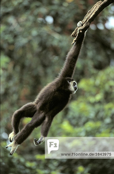 Common Gibbon (Hylobates lar)  hanging from branch  captive
