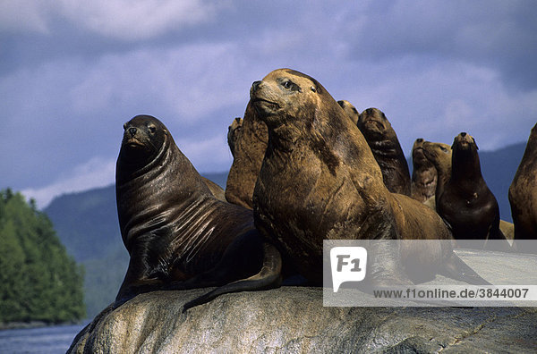 Steller's Sea Lions (Eumetopias jubatus)  group on rock  North Pacific  Blackfish Sound  British Columbia  Canada