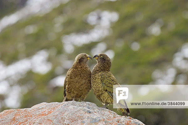 Kea oder Bergpapagei (Nestor notabilis)  Alttier-Paar sitzt auf Stein  Arthurs Pass  Southern Alps  Südinsel  Neuseeland