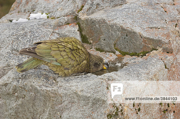 Kea oder Bergpapagei (Nestor notabilis)  Alttier trinkt auf Pfütze im Fels  Arthurs Pass  Southern Alps  Südinsel  Neuseeland