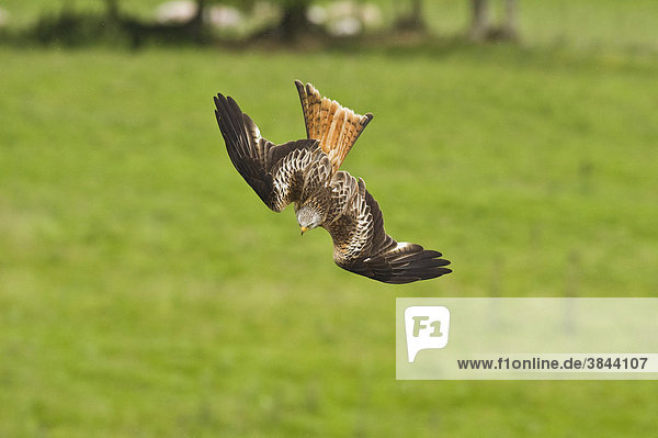 Rotmilan (Milvus Milvus)  Alttier im Sturzflug  Gigrin farm  Powys  Wales  Großbritannien  Europa