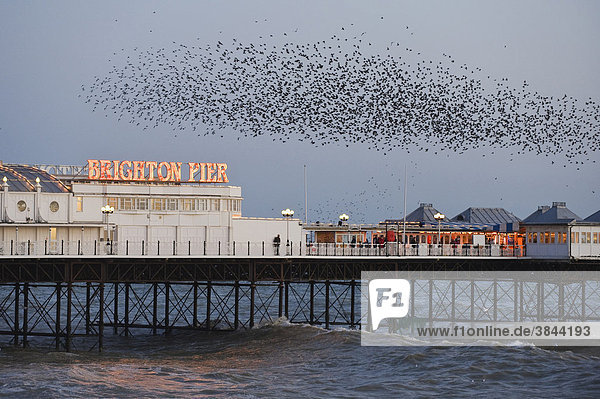 Stare (Sturnus vulgaris)  Schar  im Flug über das Meer  beim Sammeln am Schlafplatz  Brighton Pier  Brighton  East Sussex  England  Großbritannien  Europa