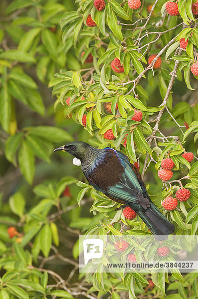 Tui (Prosthemadera novaeseelandiae)  Altvogel  beim Fressen von Früchten auf Waldbaum  Nordinsel  Neuseeland