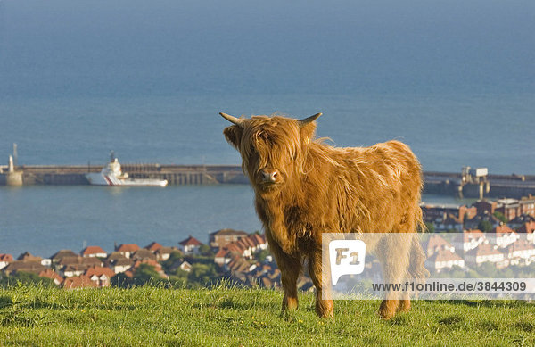Highland Cattle  calf  used as habitat management on coastal nature reserve  North Downs  Folkestone  Kent  England  United Kingdom  Europe