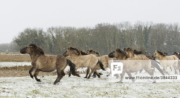 Konik Pony oder Kleinpferd (Equus ferus caballus)  Herde  im leichten Galopp im Schnee  Marschlandschaft  Ham Fen Nature Reserve  Kent  England  Großbritannien  Europa