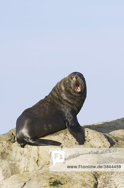 New Zealand Fur Seal (Arctocephalus forsteri)  adult  calling  sitting on coastal rocks  Kaikoura Peninsula  South Island  New Zealand