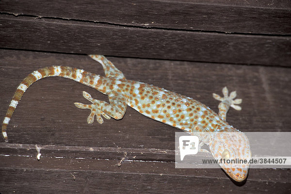 Tokeh oder Tokee (Gekko gecko)