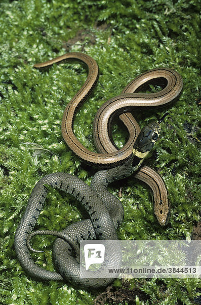 Ringelnatter (Natrix natrix)  Schlange im ersten Jahr  mit junger Blindschleiche (Anguis fragilis)