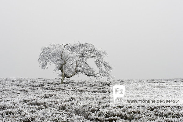 Mit Frost bedeckte Hängebirke (Betula pendula) und Besenheide (Calluna vulgaris)  im Winter  Burbage Moor  Peak District Nationalpark  Derbyshire  England  Großbritannien  Europa