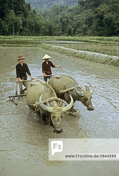 Tay ethnic minority couple ploughing with Water Buffalo (Bubalus bubalis)  Na Hang Nature Reserve  Tuyen Quang  Vietnam  Southeast Asia
