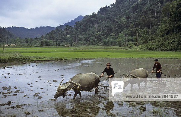 Tay ethnic minority couple ploughing with Water Buffalo (Bubalus bubalis)  Na Hang Nature Reserve  Tuyen Quang  Vietnam  Southeast Asia