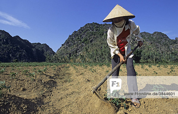 Woman tending crops outside core area of reserve  Van Long Nature Reserve  Vietnam  Southeast Asia